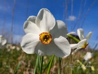 Dichternarcis [Narcissus poeticus var.]